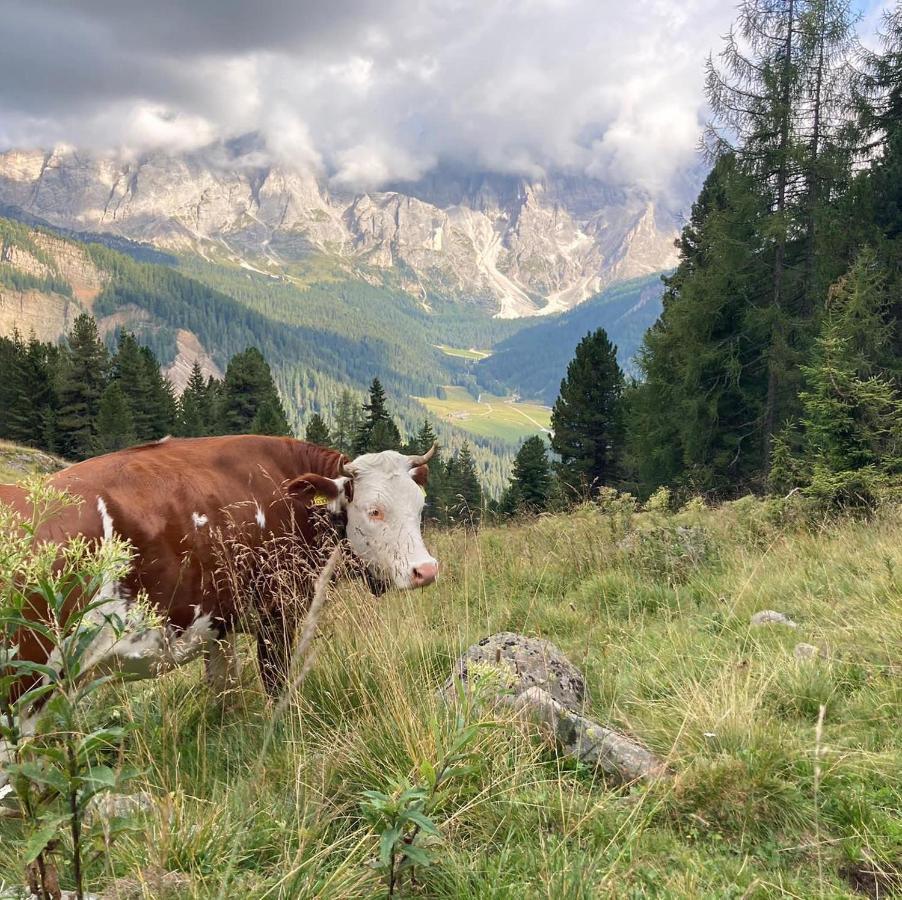 Rifugio Caltena Fiera Di Primiero Dış mekan fotoğraf