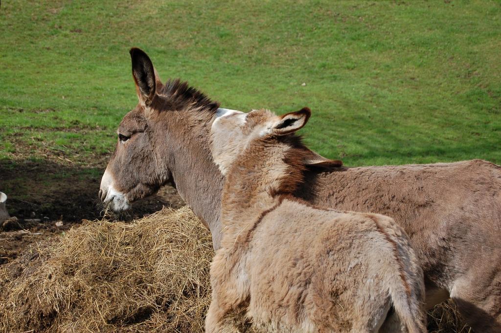 Rifugio Caltena Fiera Di Primiero Dış mekan fotoğraf